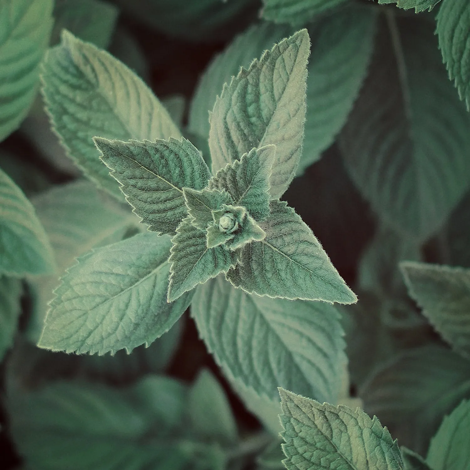 Peppermint Piperita Organic Essential Oil (N° 158)